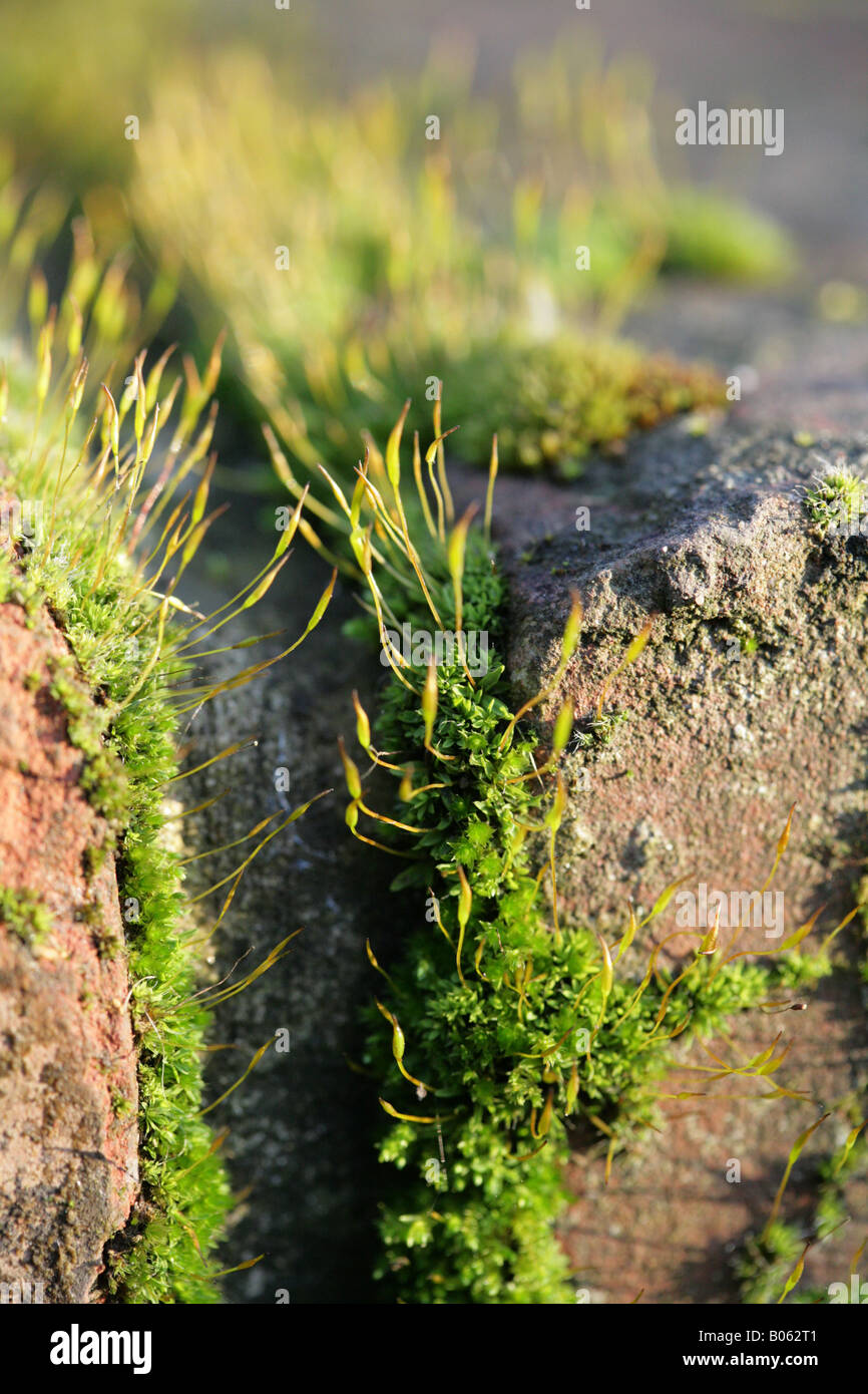 Tortula muralis Screw- Moss growing on a wall in a Cheshire Garden,on a sunny winter day Stock Photo