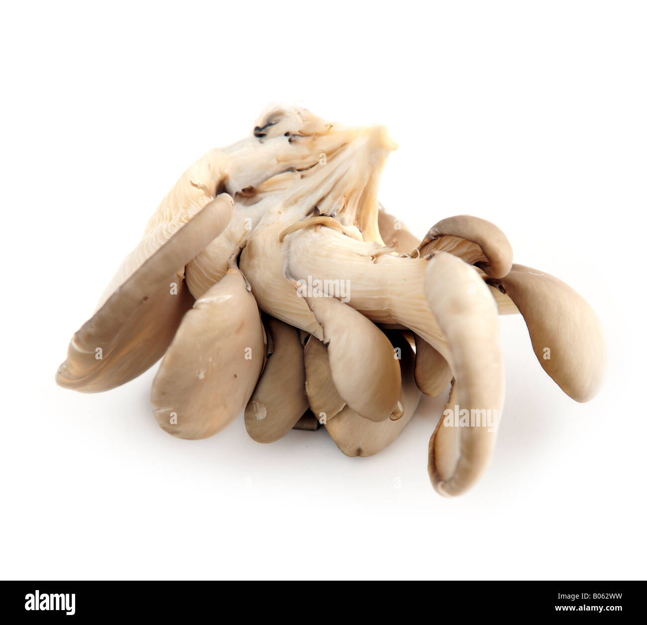 Cluster of oyster mushrooms isolated on white background Stock Photo