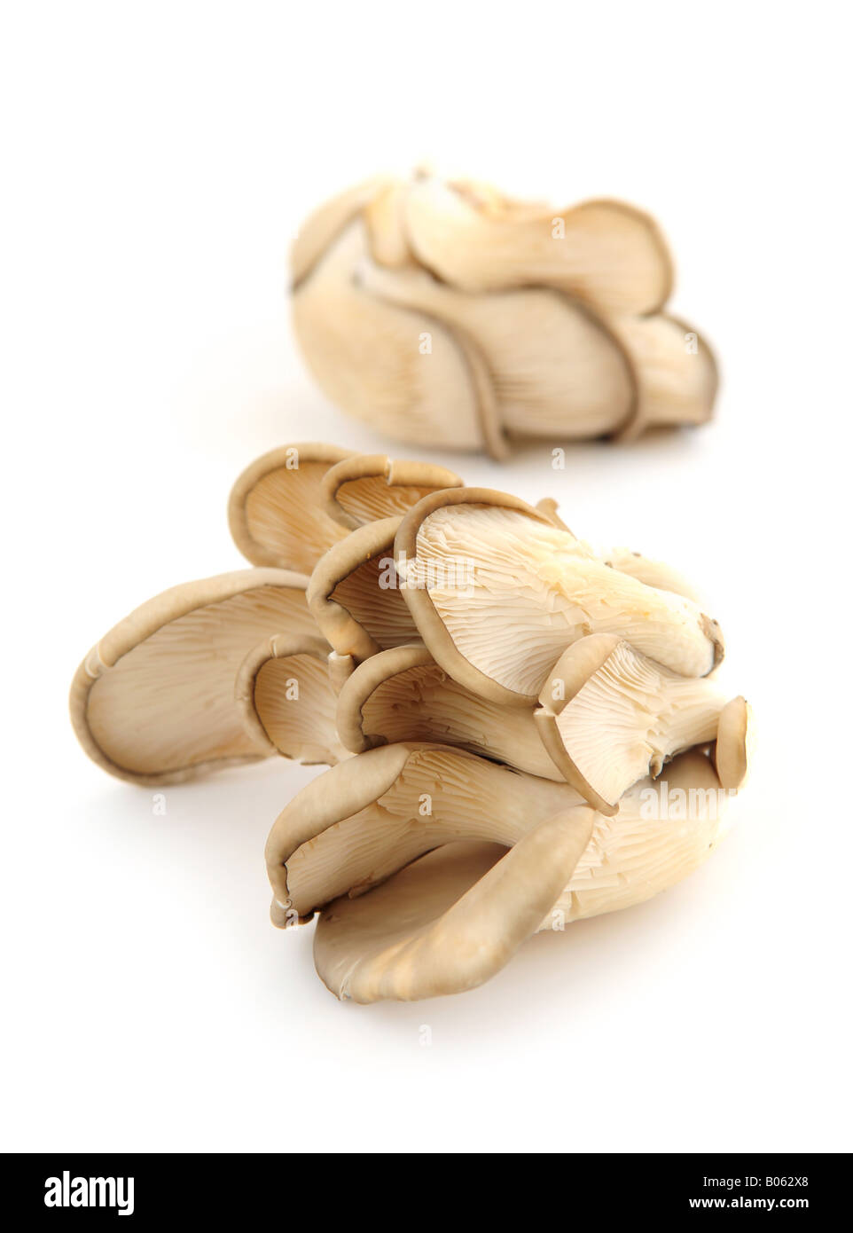Clusters of oyster mushrooms isolated on white background Stock Photo