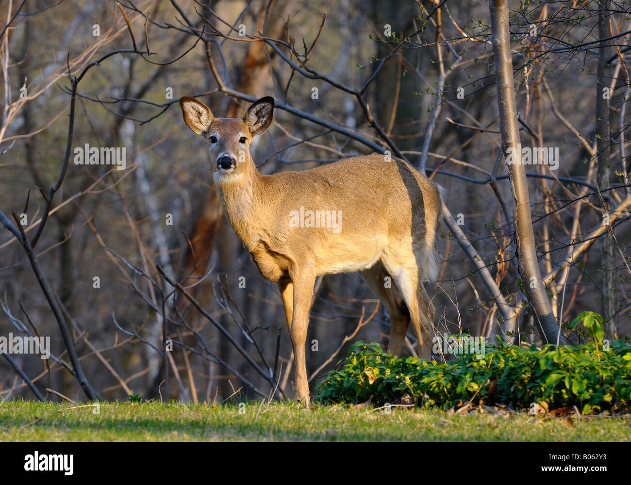 White tailed deer invading a Toronto backyard garden on a spring evening with golden sunlight Stock Photo