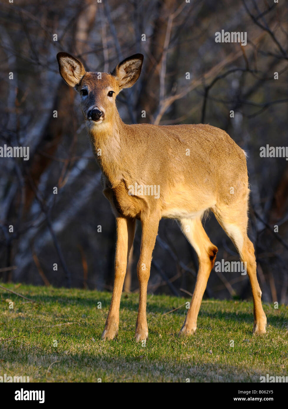 Cautious White Tailed deer standing in a Toronto yard lawn on a spring evening with gold sunlight Stock Photo