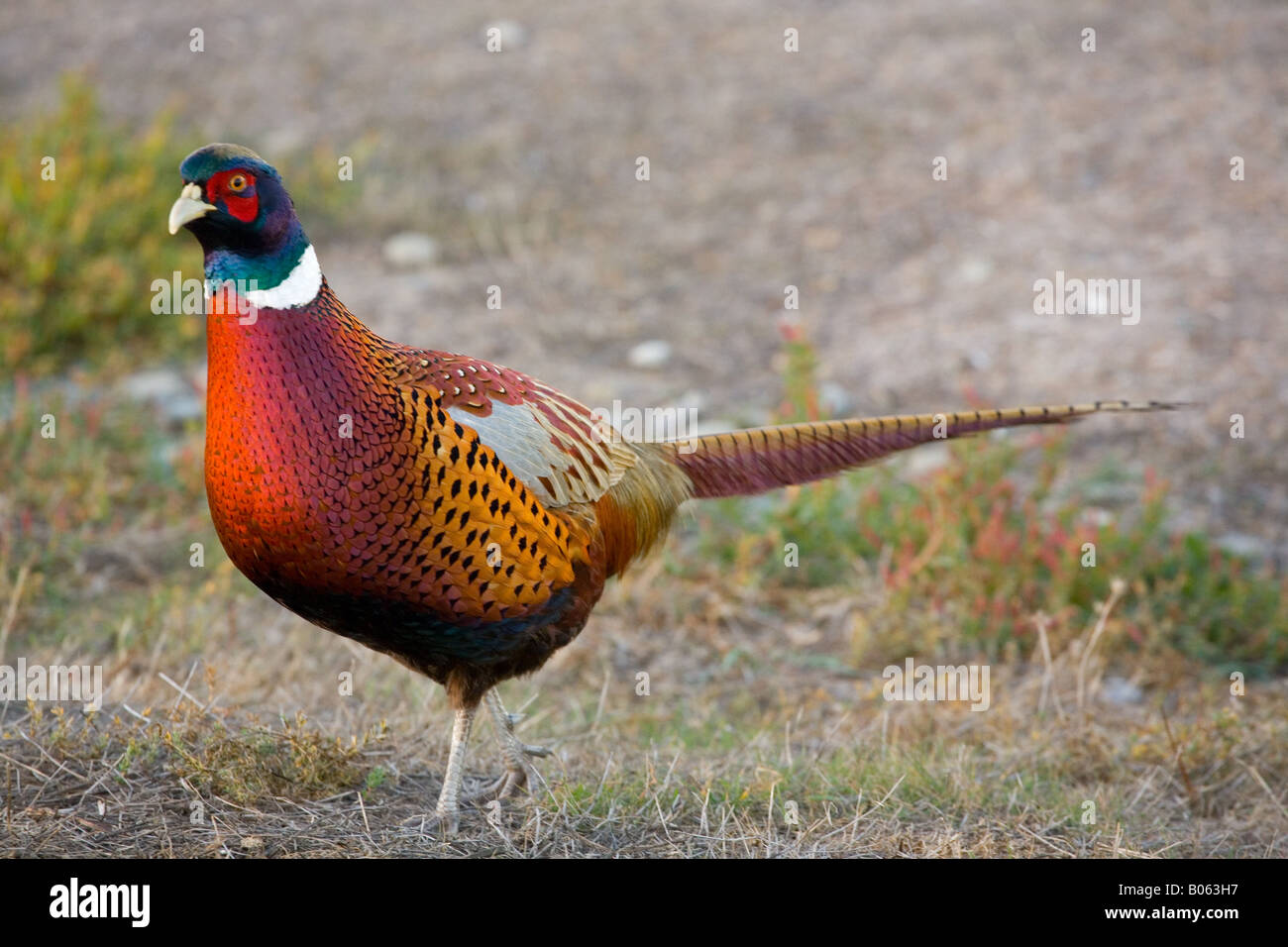 The Common Pheasant (Phasianus colchicus), ring-necked pheasant Stock Photo