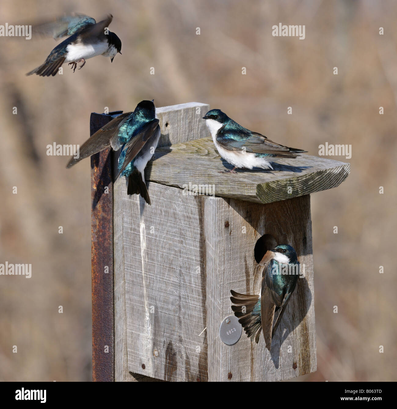 Tree swallow birds staking out a nesting box at Toronto Leslie Street Spit Tommy Thomson Park conservation area in early spring Stock Photo