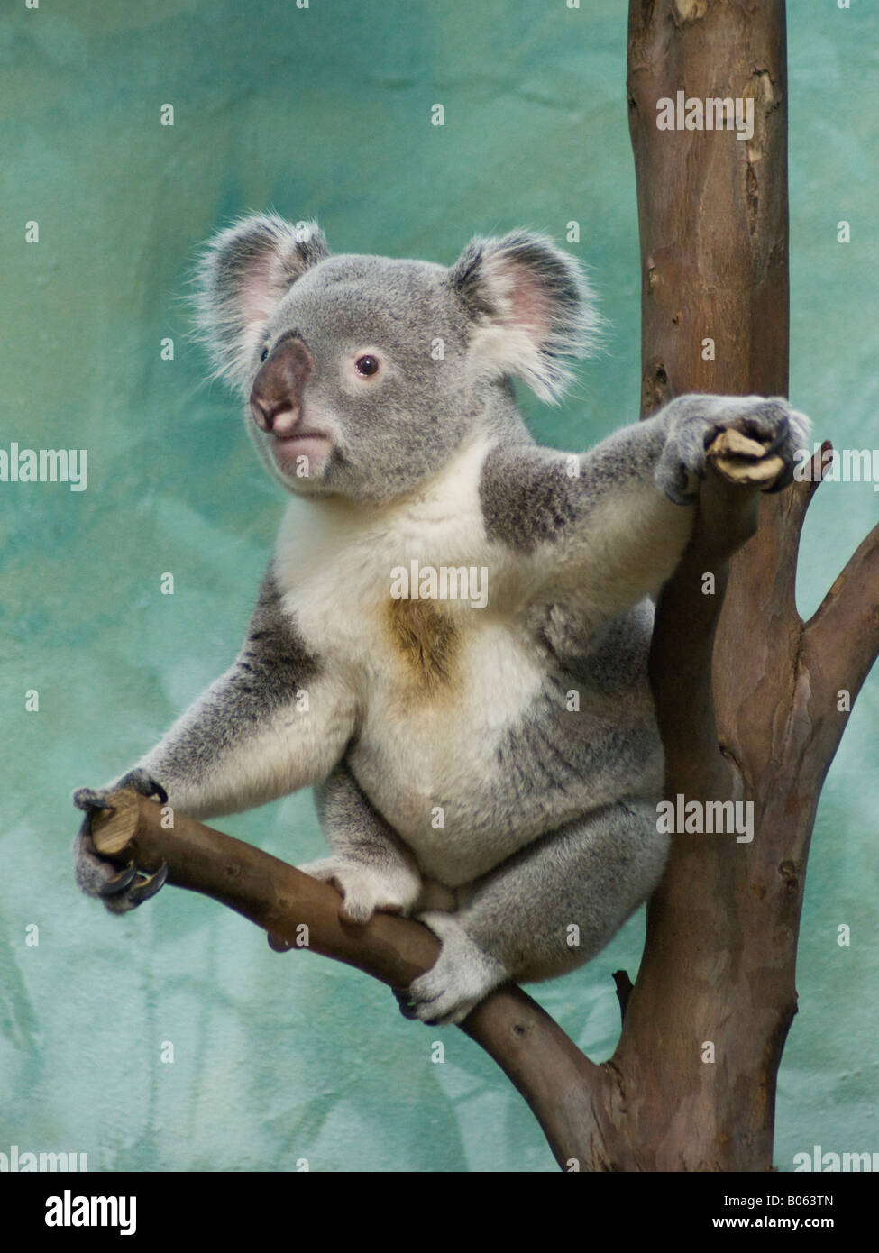 Koala male hires stock photography and images Alamy