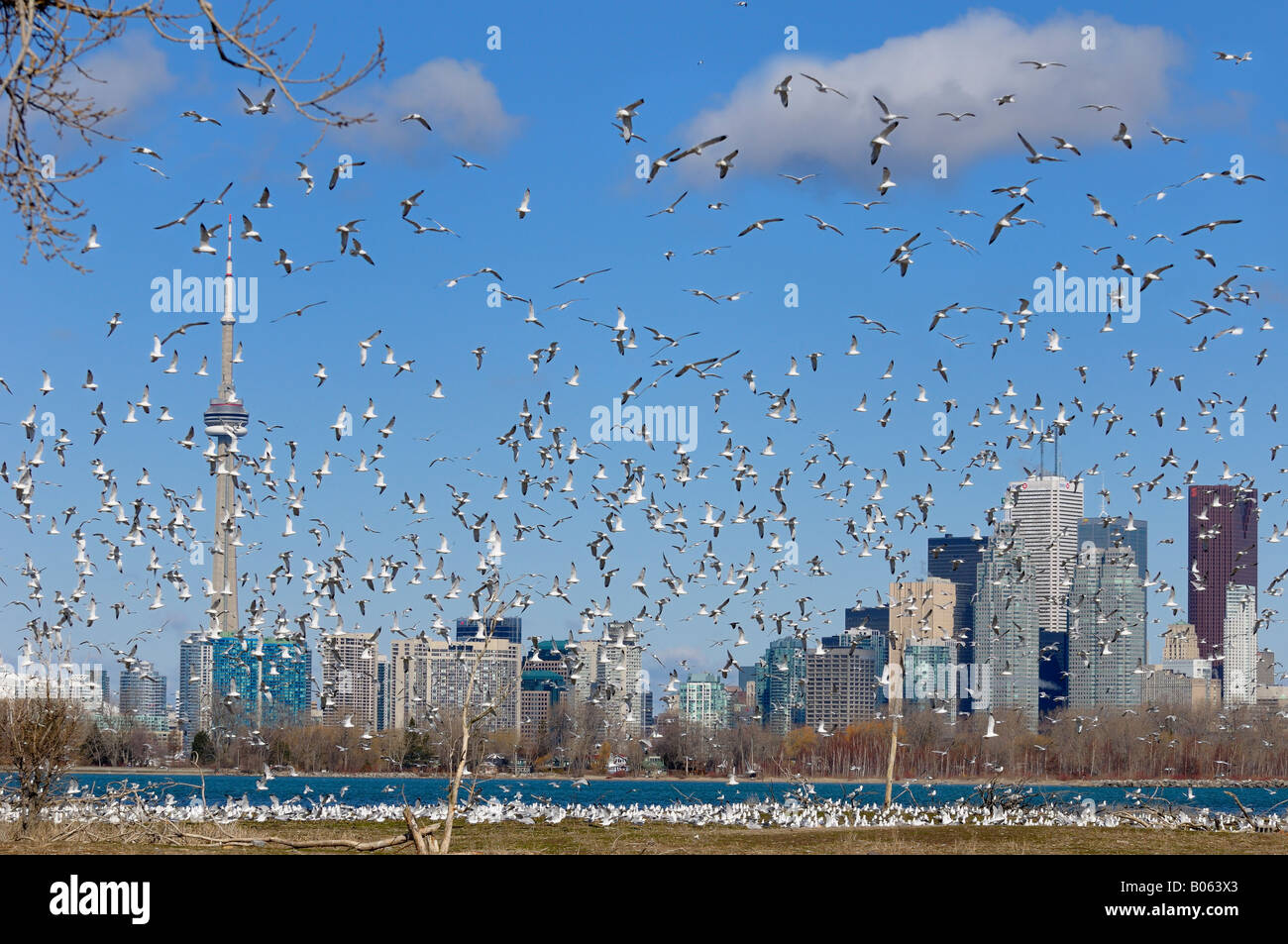 Flock of mating Ring Billed Gulls at Leslie Street Spit nesting grounds with Toronto skyline Stock Photo
