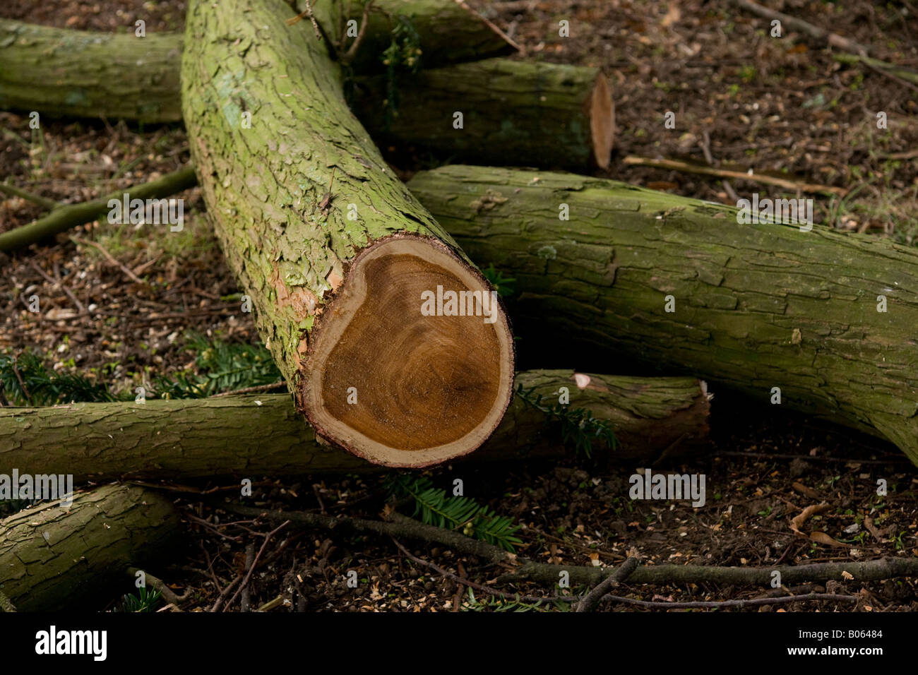 Yew tree in church yard wood trimmed from ancient tree Stock Photo Alamy