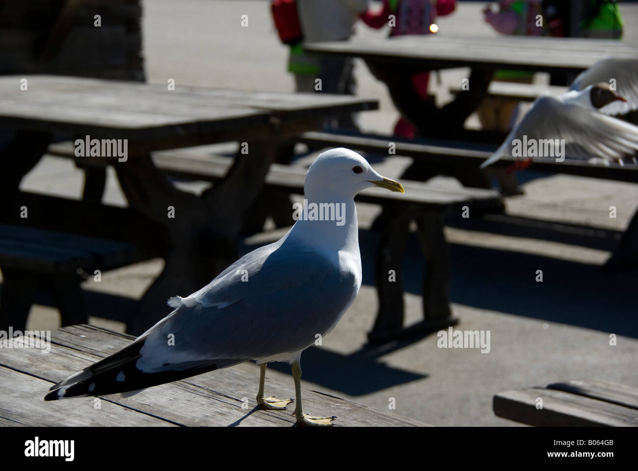 A herring gull sitting on a cafe table Stock Photo