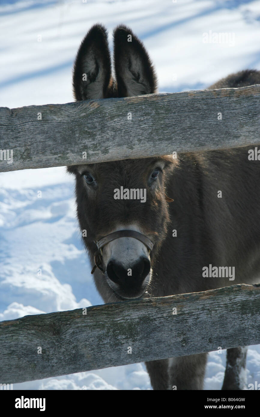 Image of a smiling donkey outside in the snow. Stock Photo