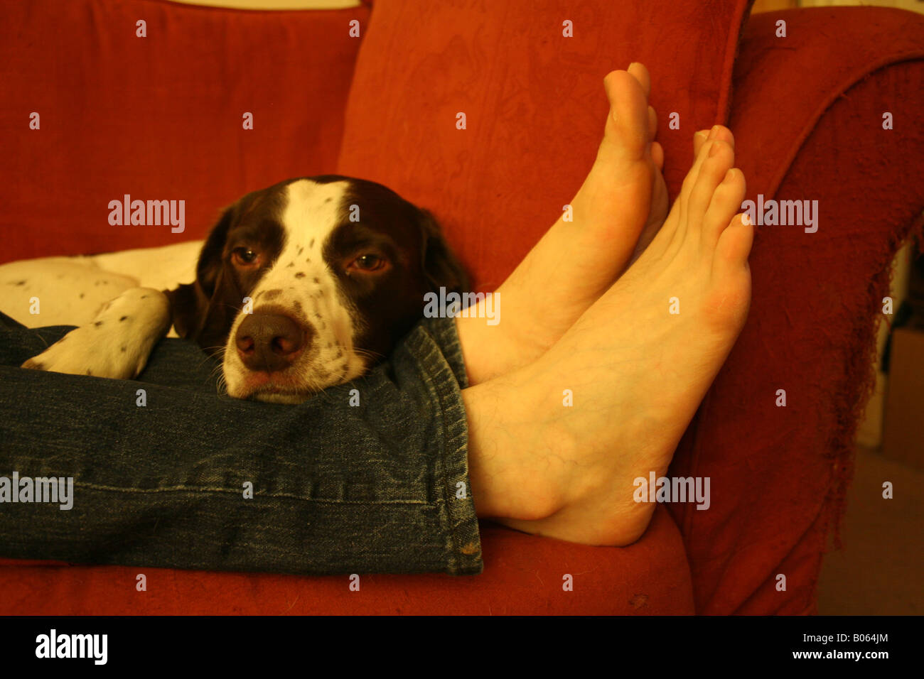 A dog rests on his master's legs Stock Photo Alamy