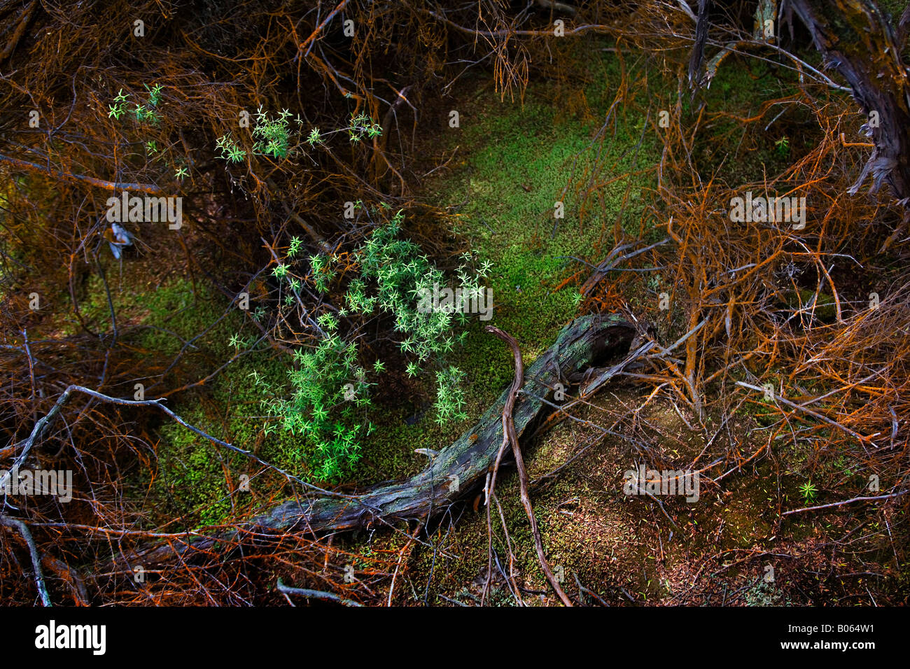 Moss and old decaying branches covered in moss and algae around thermal pools in Rotorua area, New Zealand. Stock Photo