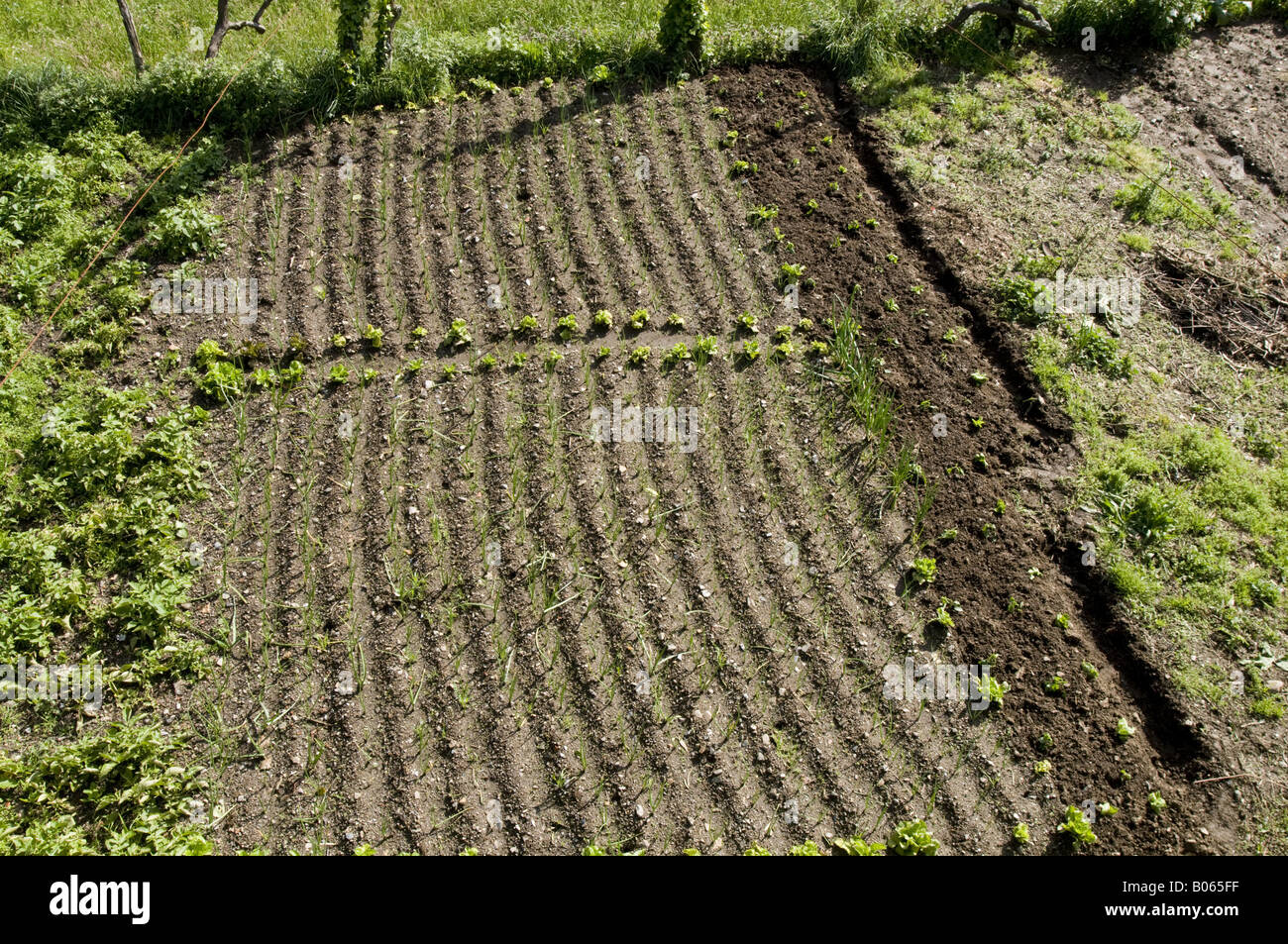 small vegetable plot of land Stock Photo - Alamy