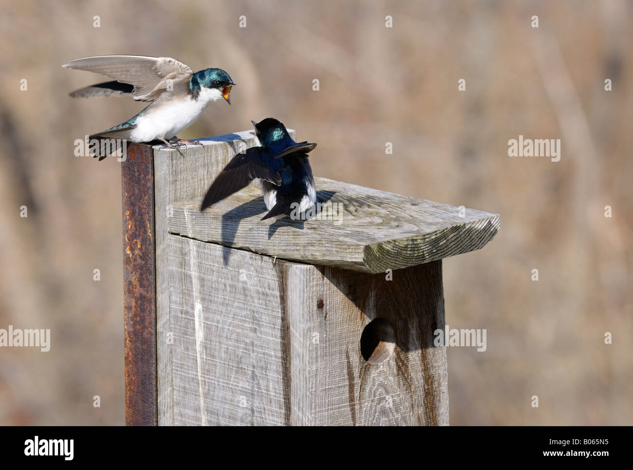Flapping tree swallows at a spring nesting box at Toronto Leslie Street Spit Tommy Thompson Park Stock Photo