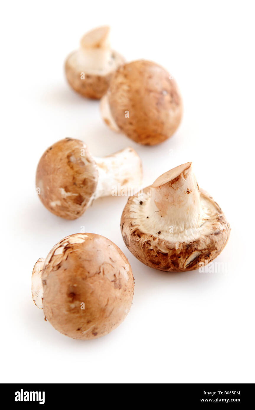Brown cremini or young potrobello mushrooms isolated on white