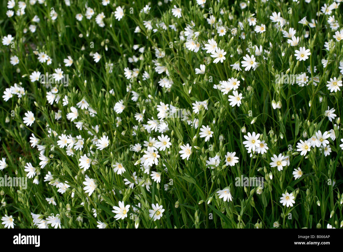 Wild garden spring hi-res stock photography and images - Alamy
