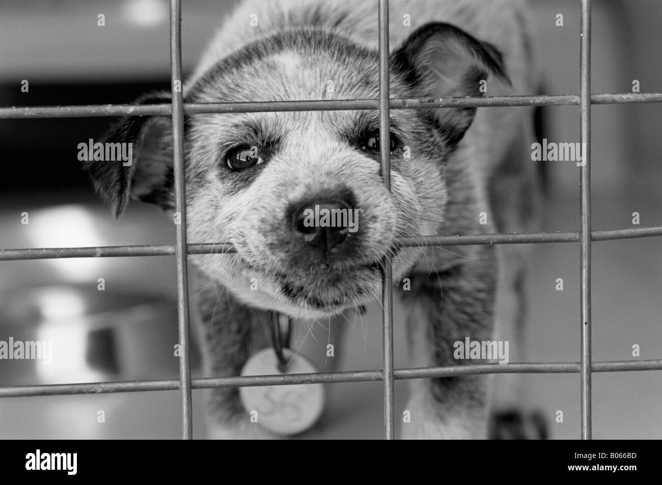 Australian Cattle Dog Blue heeler puppy in cage Stock Photo