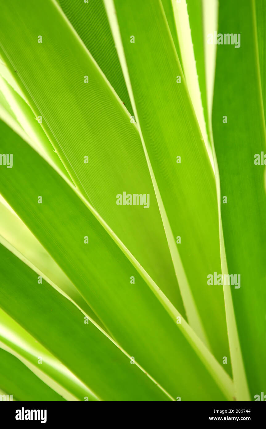 Closeup on green leaves of tropical plant Stock Photo - Alamy