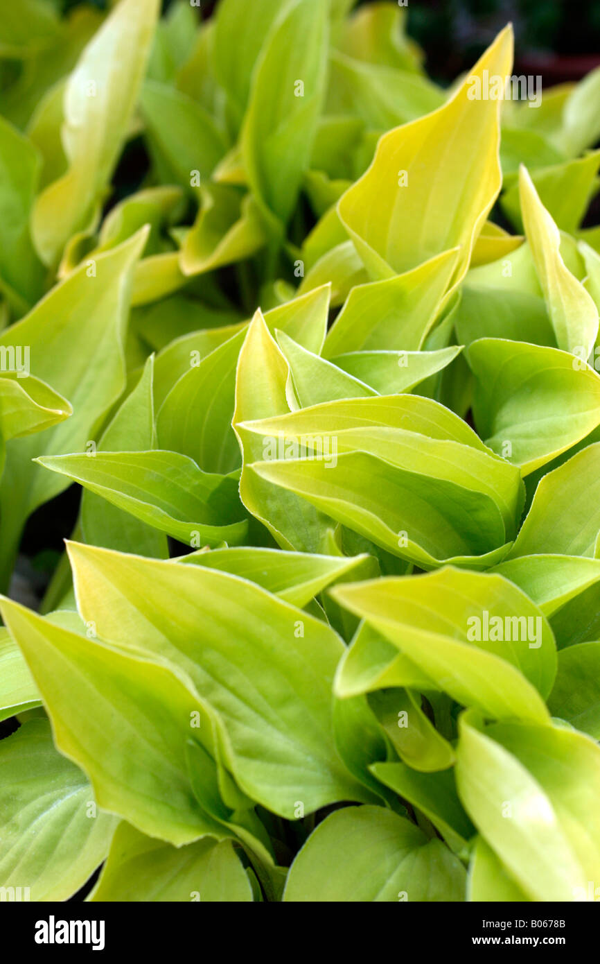 HOSTA CANDY HEARTS Stock Photo Alamy