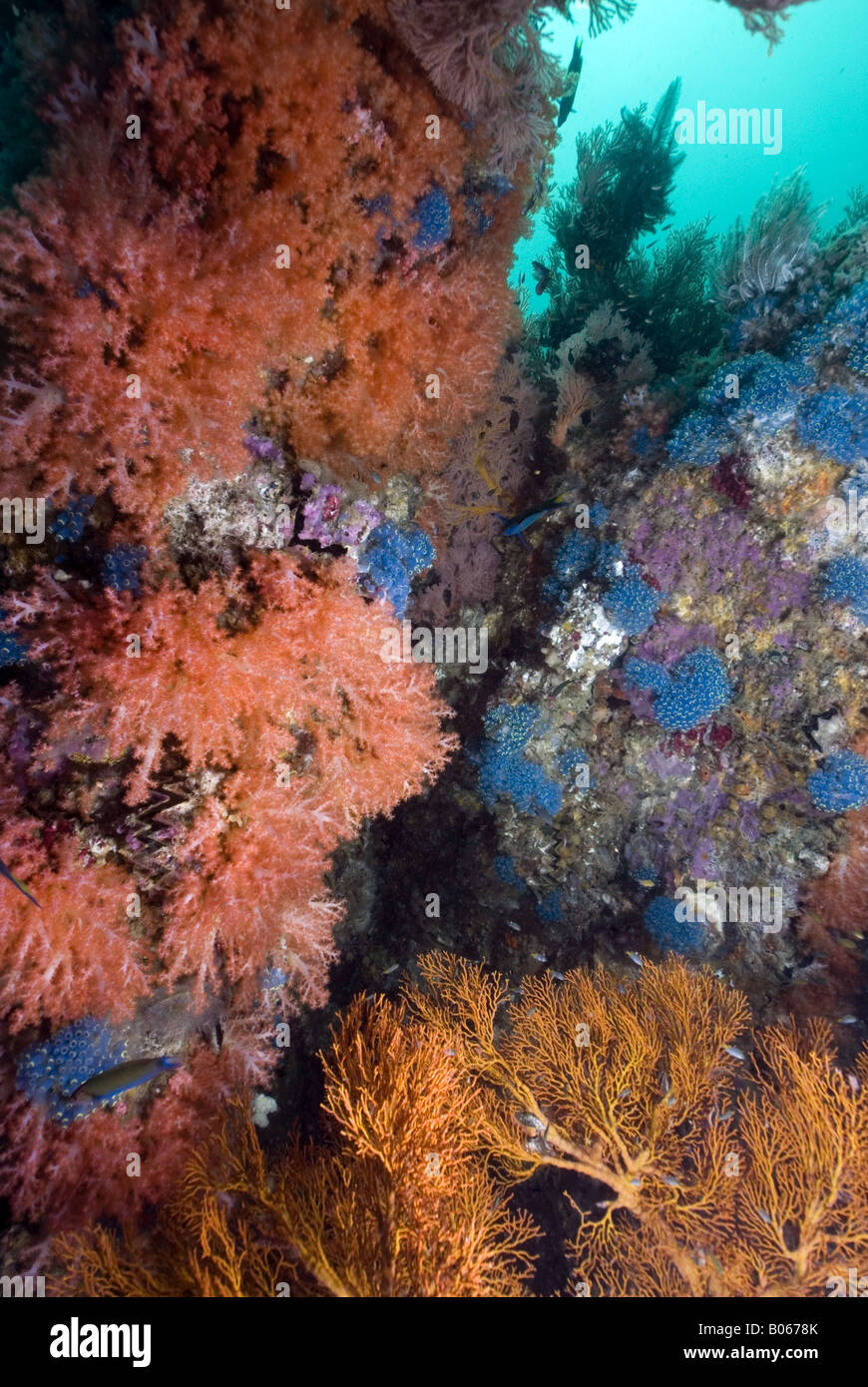 Coral Wall covered in hard and soft corals with gorgonians and blue tunicates under water Stock Photo