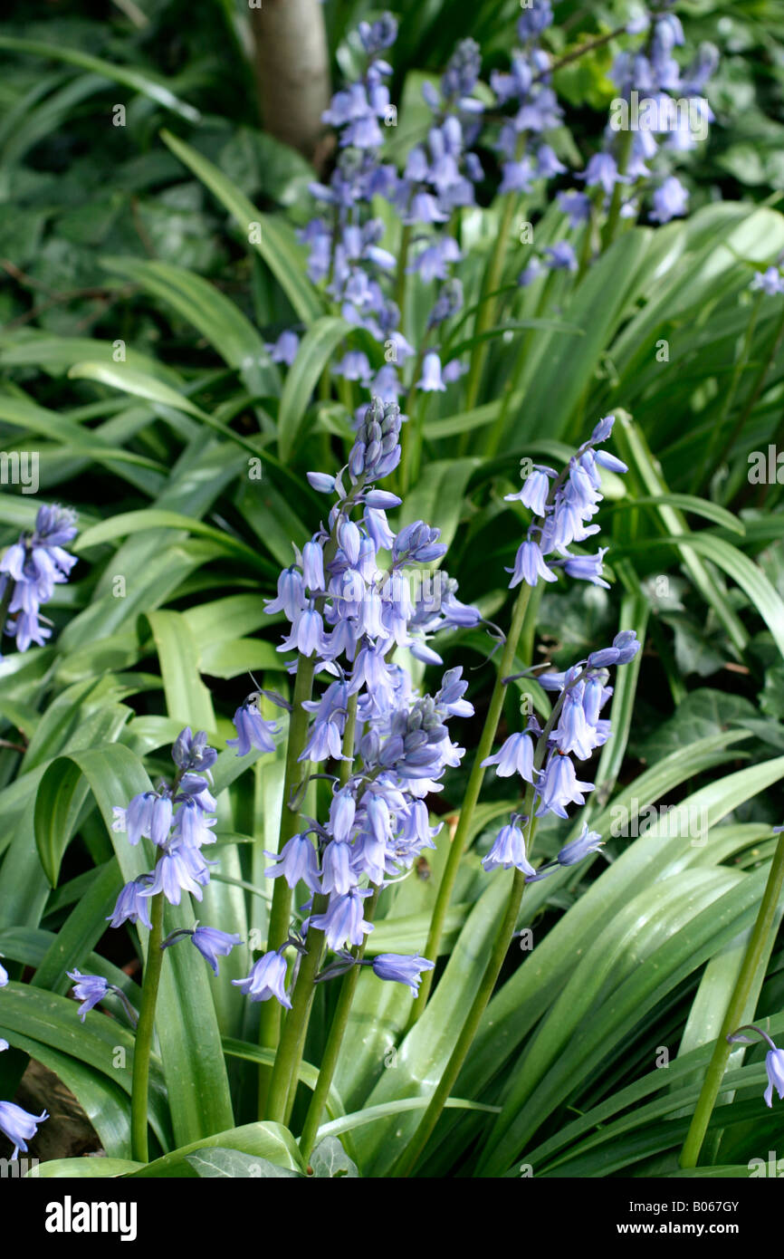 ENDYMION HISPANICA THE SPANISH BLUEBELL WILL RAPIDLY COLONISE WOODED AREAS Stock Photo