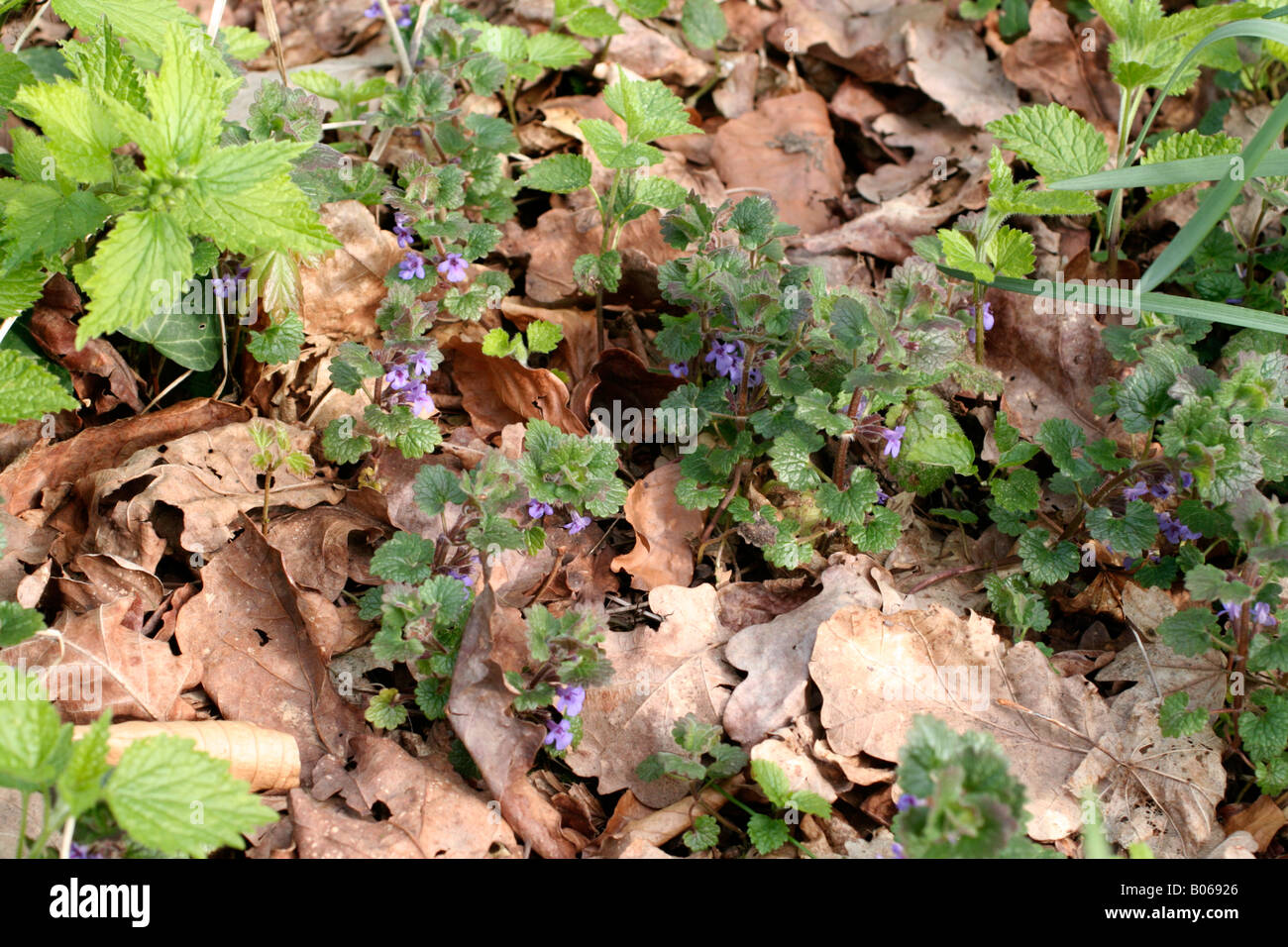 GLECHOMA HEDERACEA OR GROUND IVY IN LATE APRIL Stock Photo