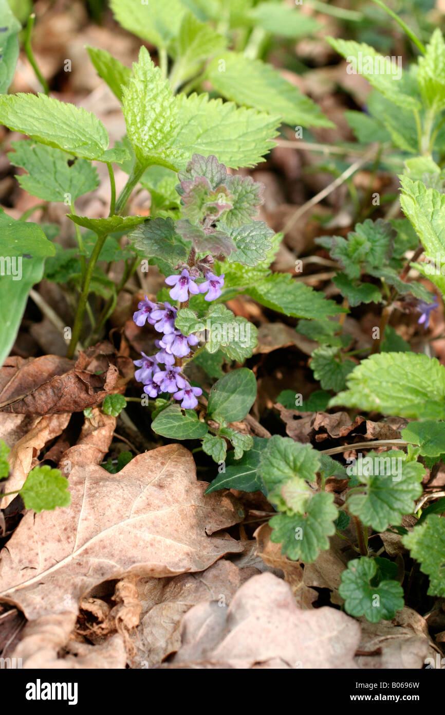 GLECHOMA HEDERACEA OR GROUND IVY IN LATE APRIL Stock Photo