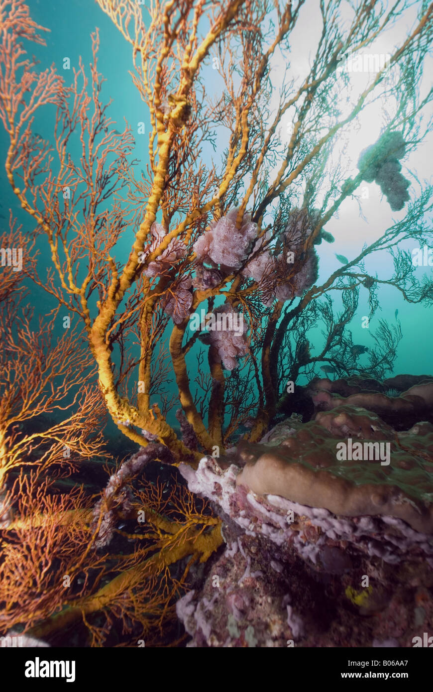 Gorgonians on a coralreef with sponges growing on the sea fan and a sunburst coming through the blue water under water Stock Photo
