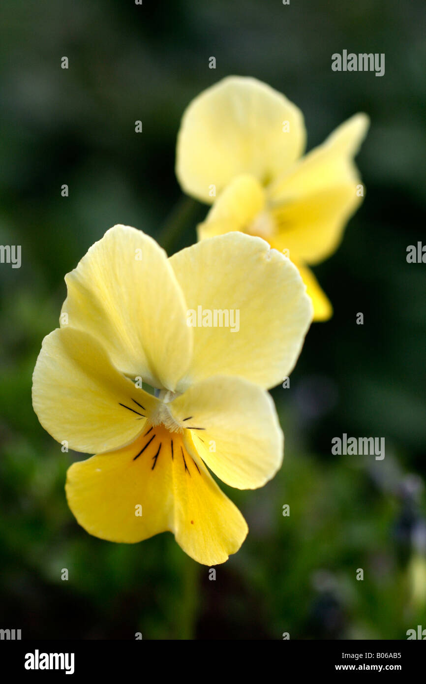 VIOLA GRACILiS LUTEA Stock Photo
