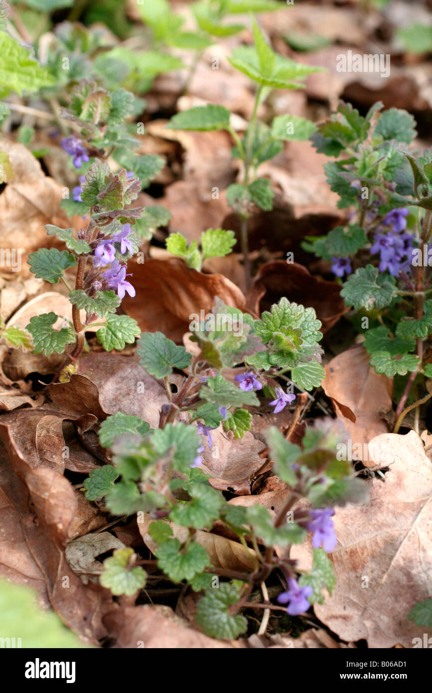 GLECHOMA HEDERACEA OR GROUND IVY IN LATE APRIL Stock Photo