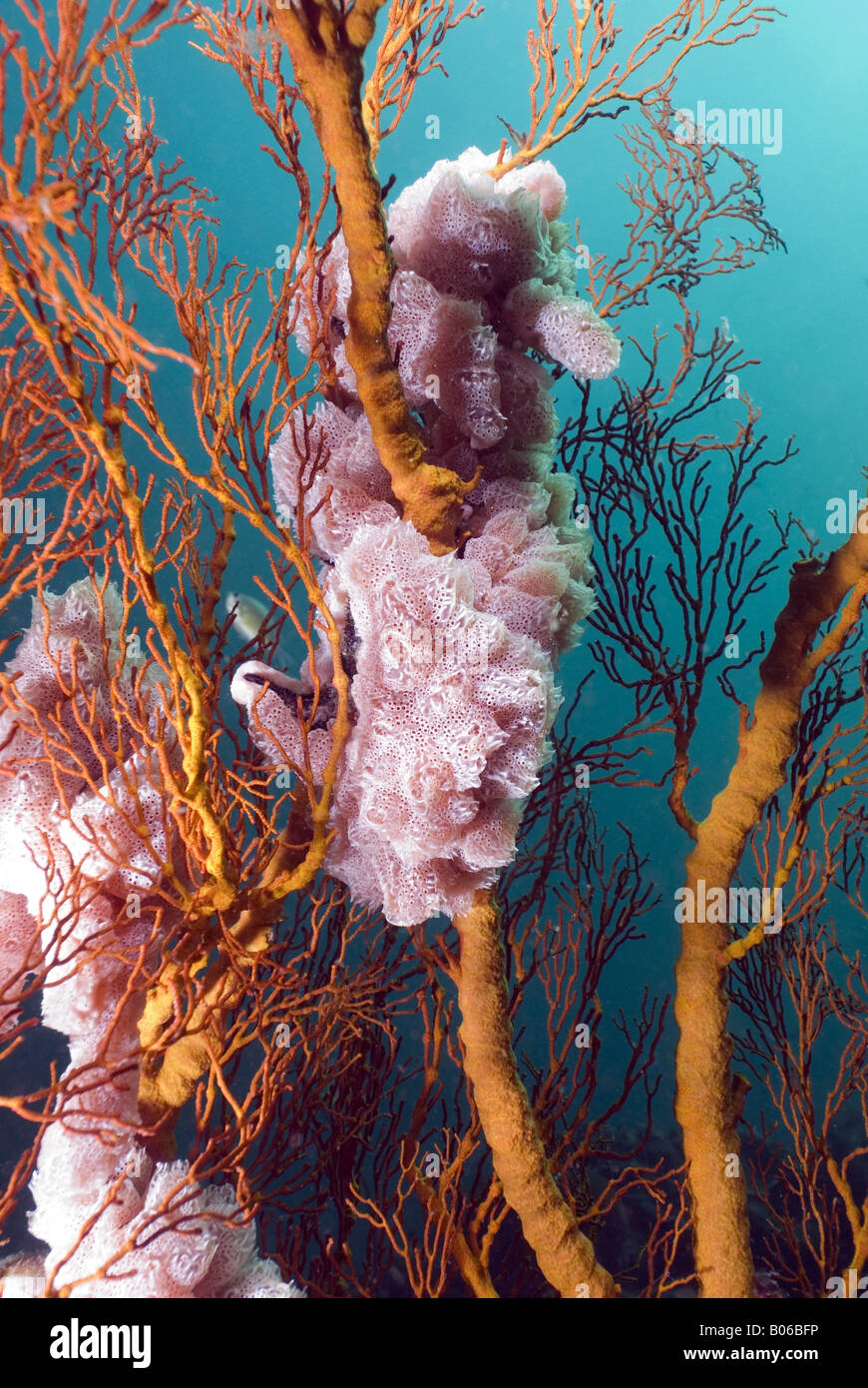 Gorgonians overgrown by sponges under water Stock Photo