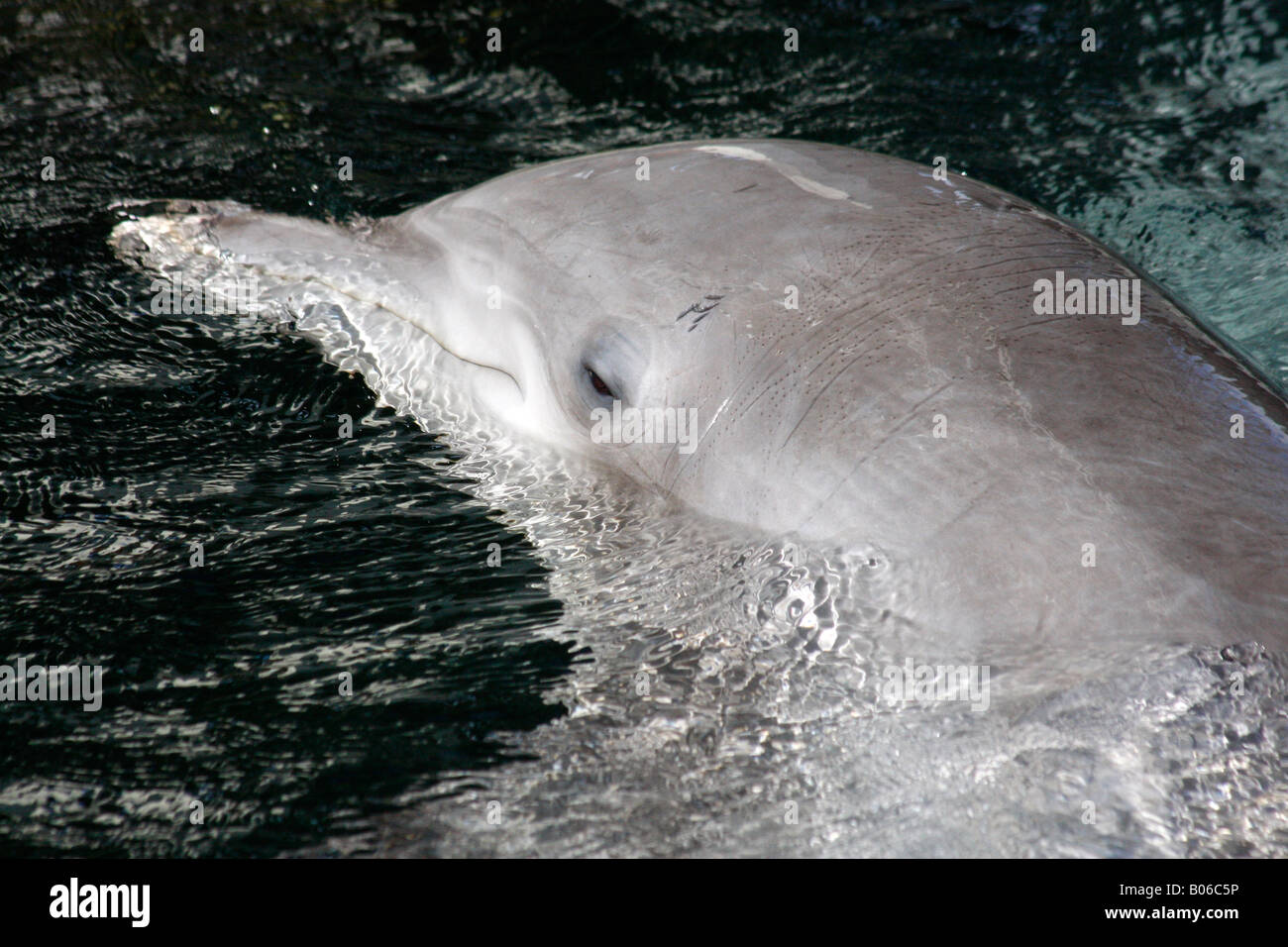 Bottlenose Dolphin swimming in a lagoon on Honolulu Oahu,Hawaii,USA
