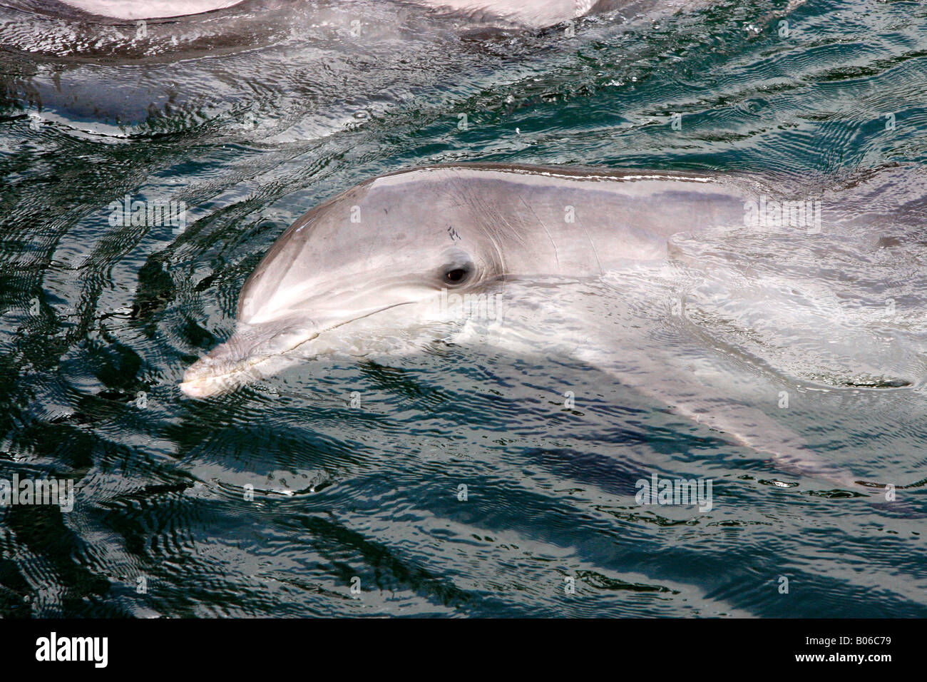 Bottlenose Dolphin swimming in a lagoon on Honolulu Oahu,Hawaii,USA