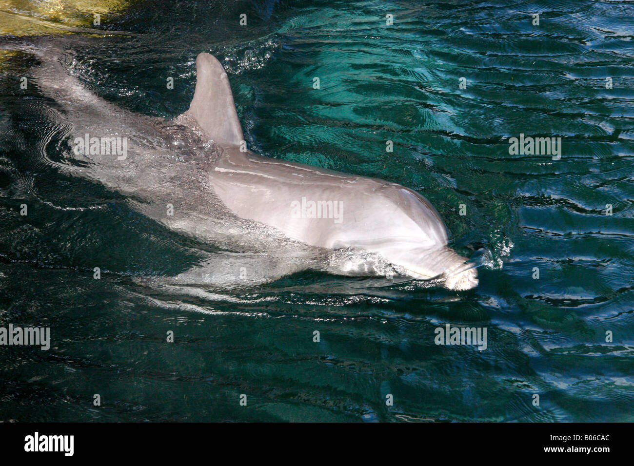 Bottlenose Dolphin swimming in a lagoon on Honolulu Oahu,Hawaii,USA