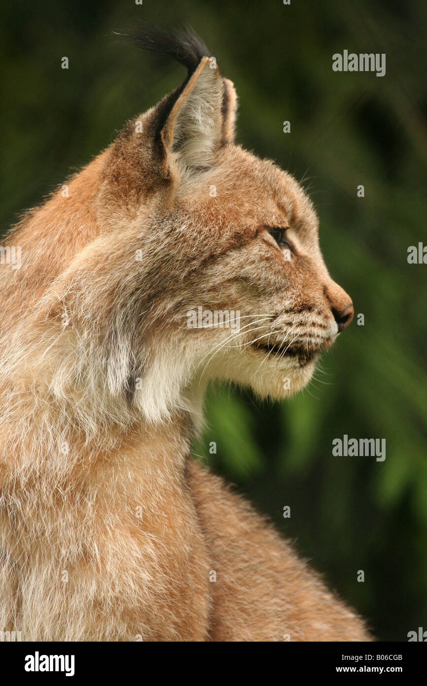 Eurasian lynx - portrait Stock Photo