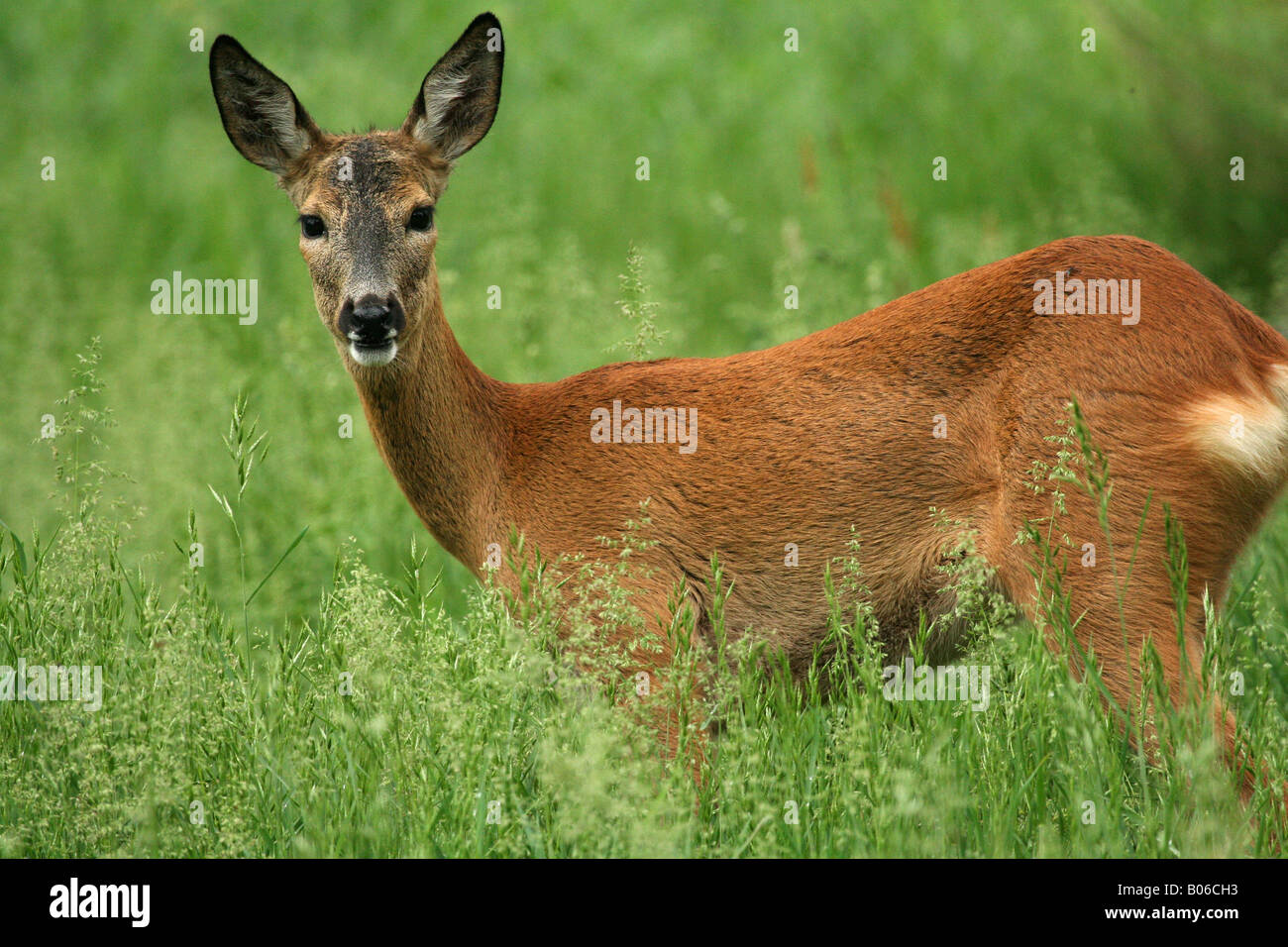 Deer in the grass Stock Photo