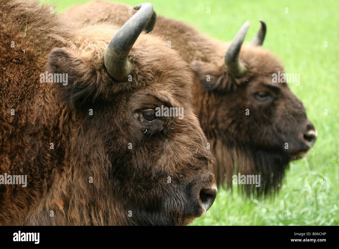 European bisons Stock Photo