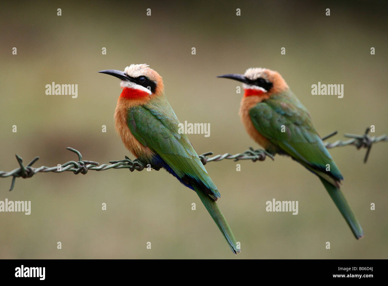 White-fronted Bee-eater (Merops bullockoides) at Mt. Longonot, Kenya ...