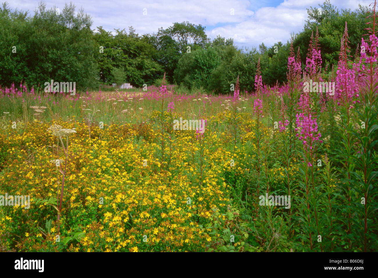 Wildflower meadow in Summertime in Fife Scotland Stock Photo Alamy