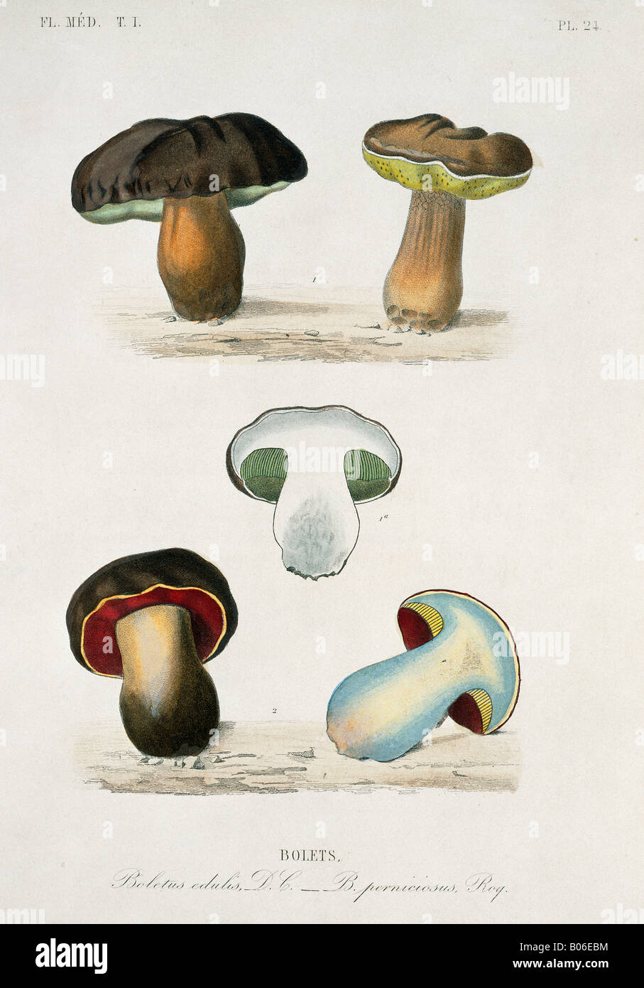 Bolete sp., bolete mushrooms Stock Photo