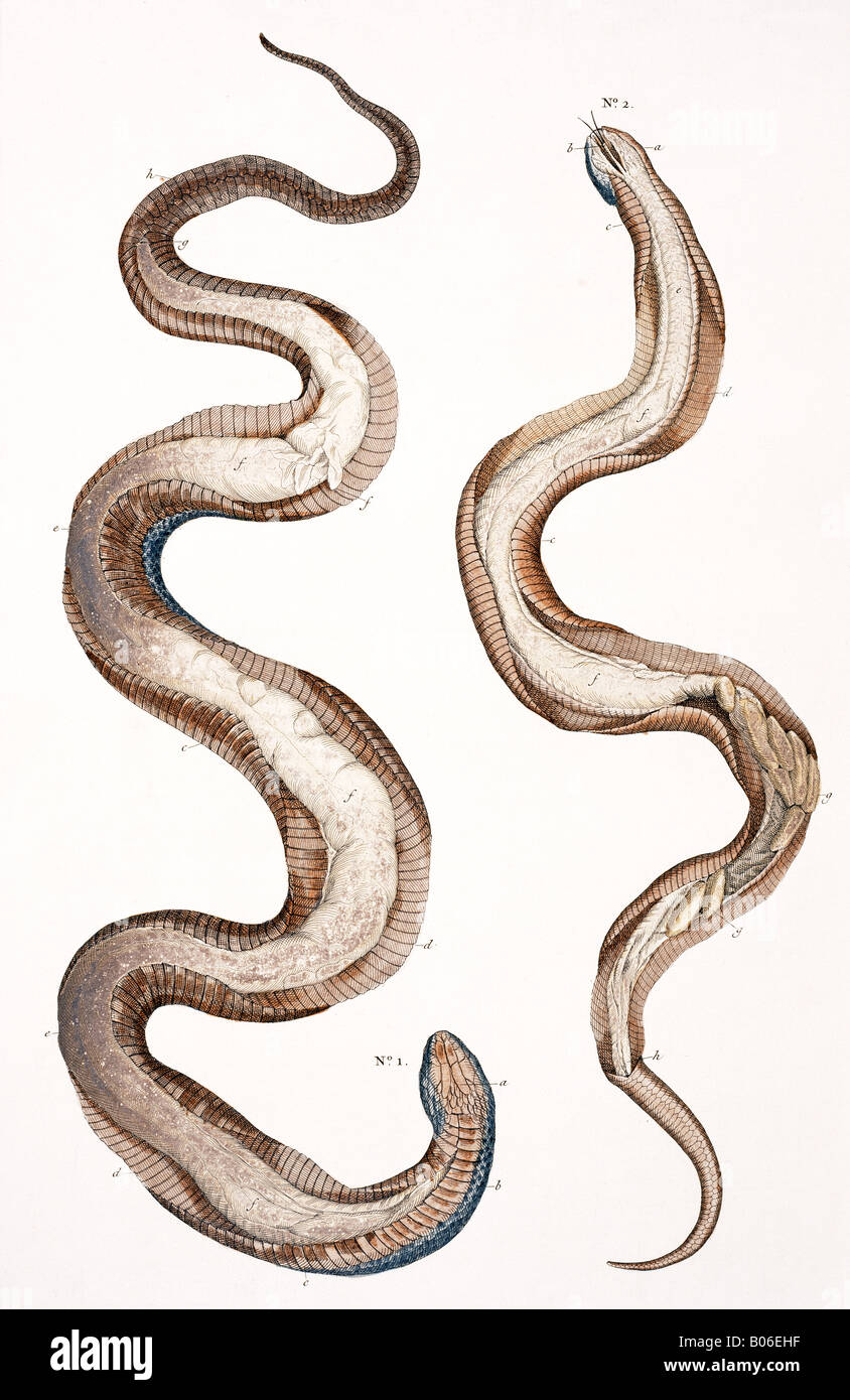 Snakes by Albertus Seba Stock Photo