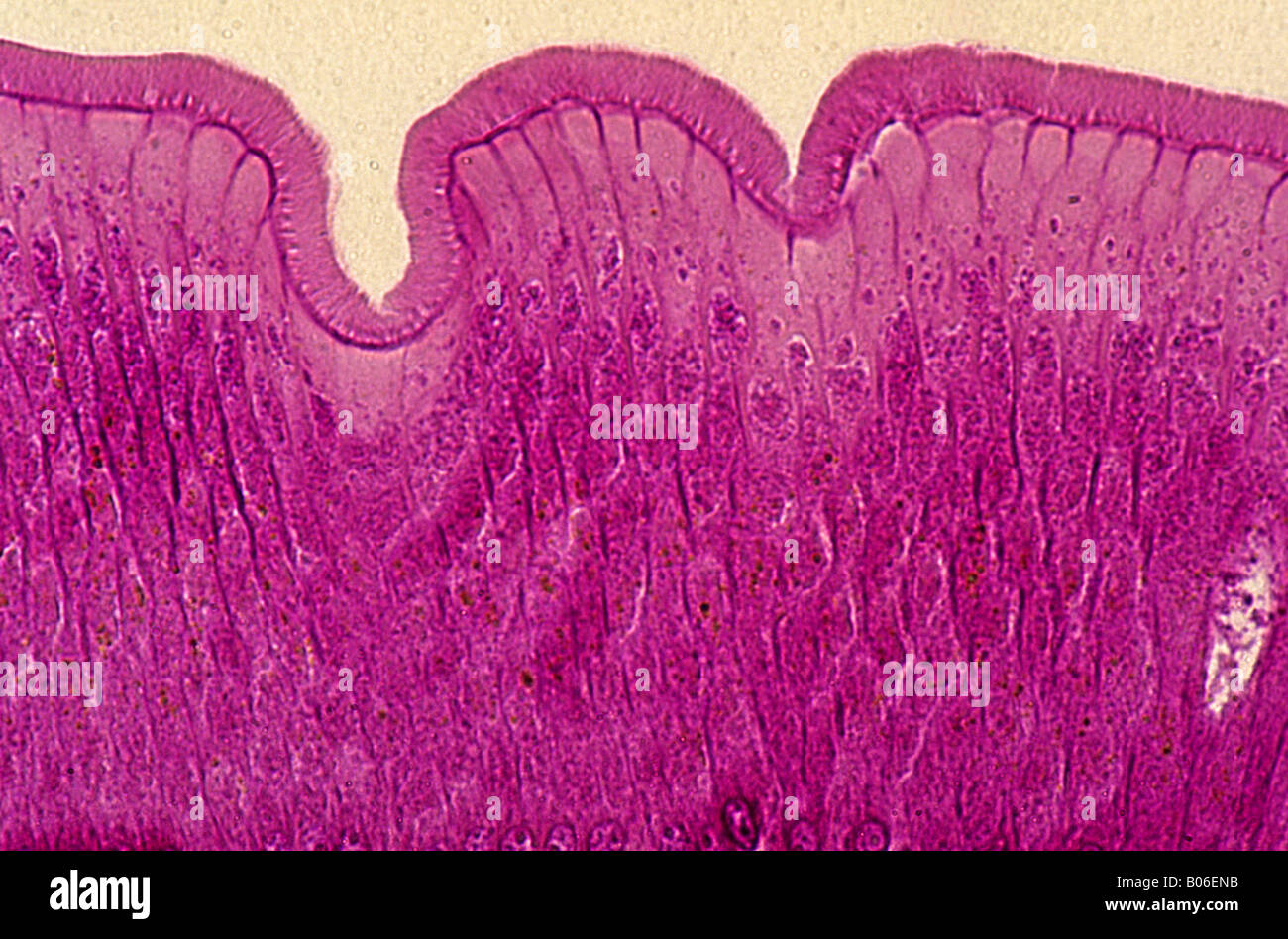 Epithelial cells of intestine of Ascaris 140x Stock Photo