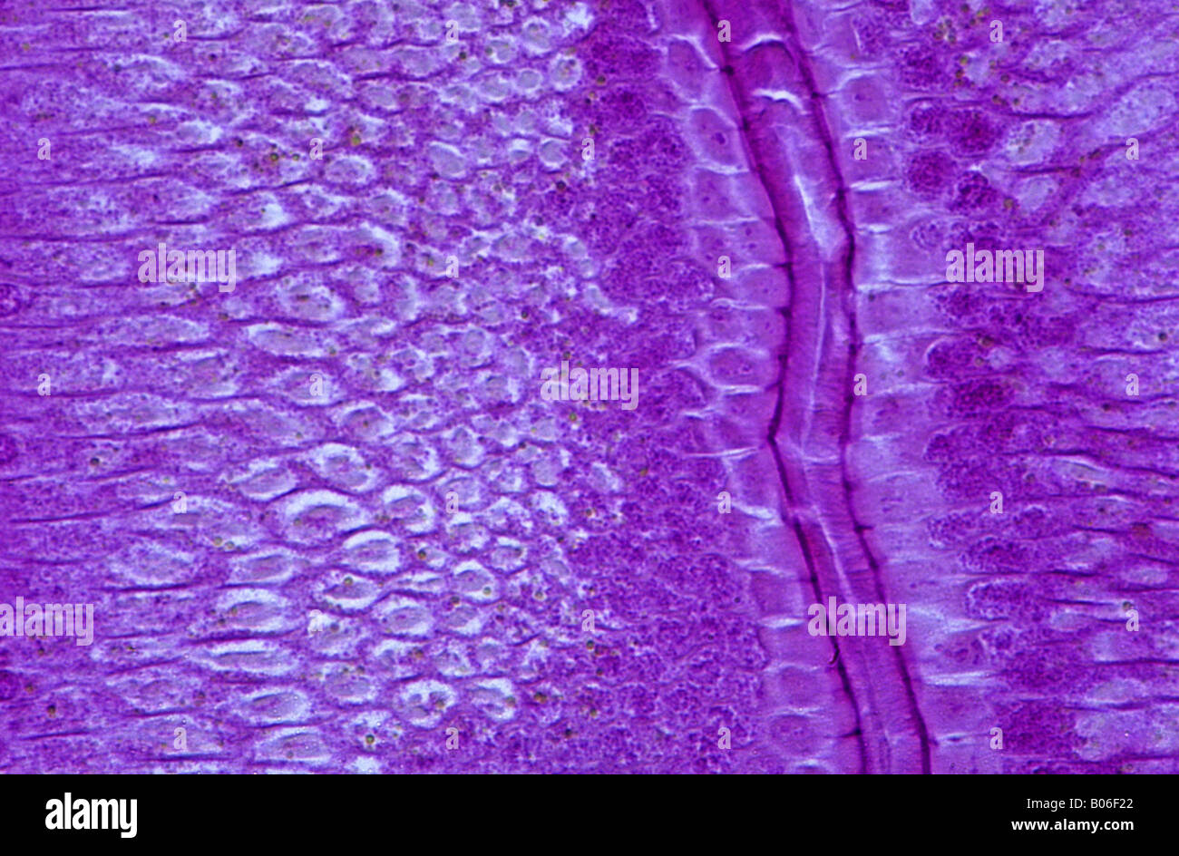 Epithelial cells of intestine of Ascaris 140x Stock Photo