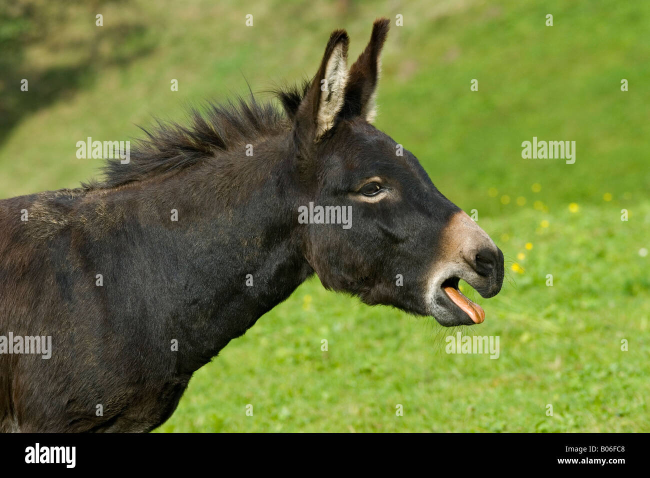Domestic Donkey (Equus asinus), calling Stock Photo