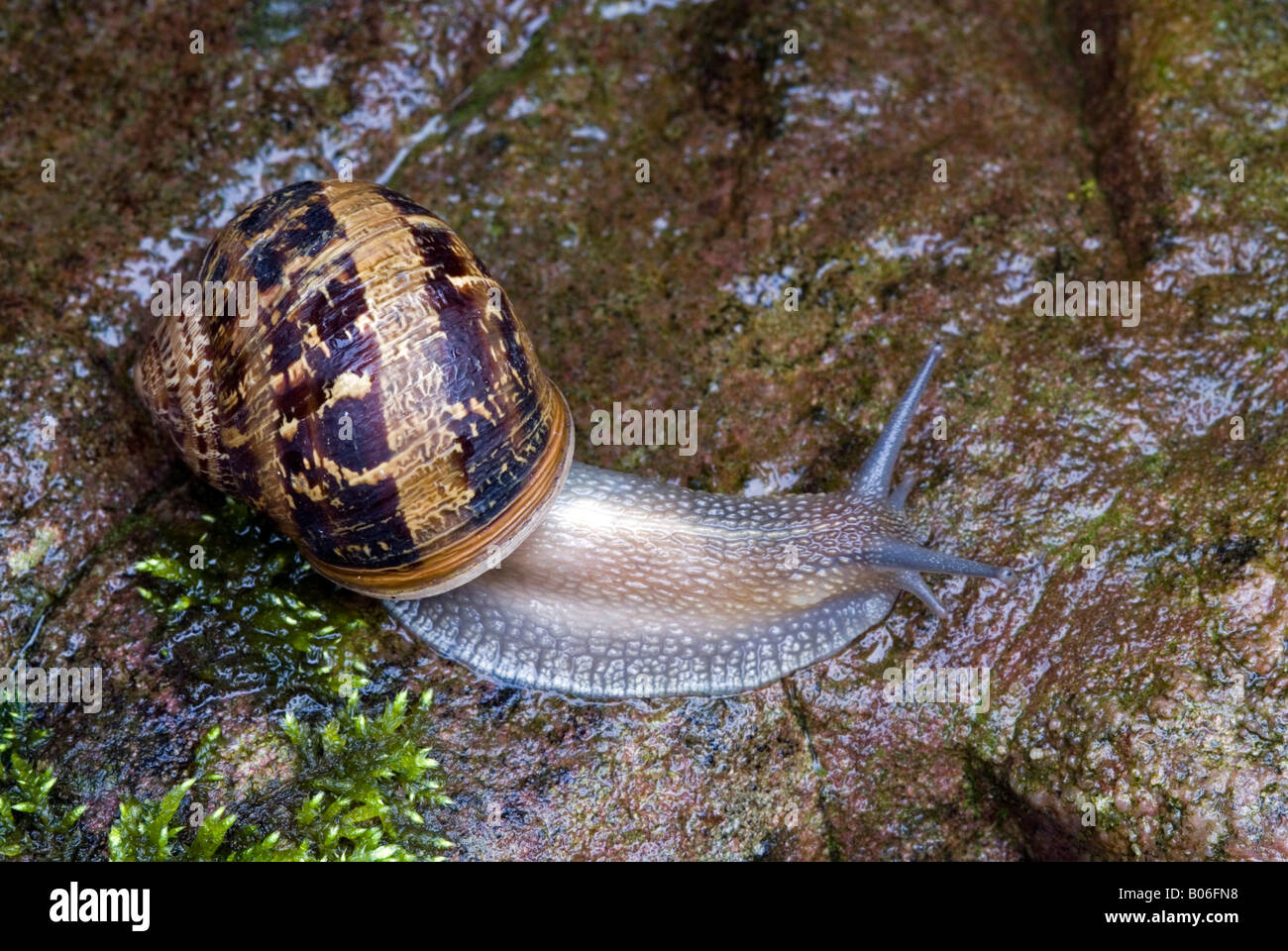 Land snail, Copse Snail (Aporia crataegi) on wet rock Stock Photo