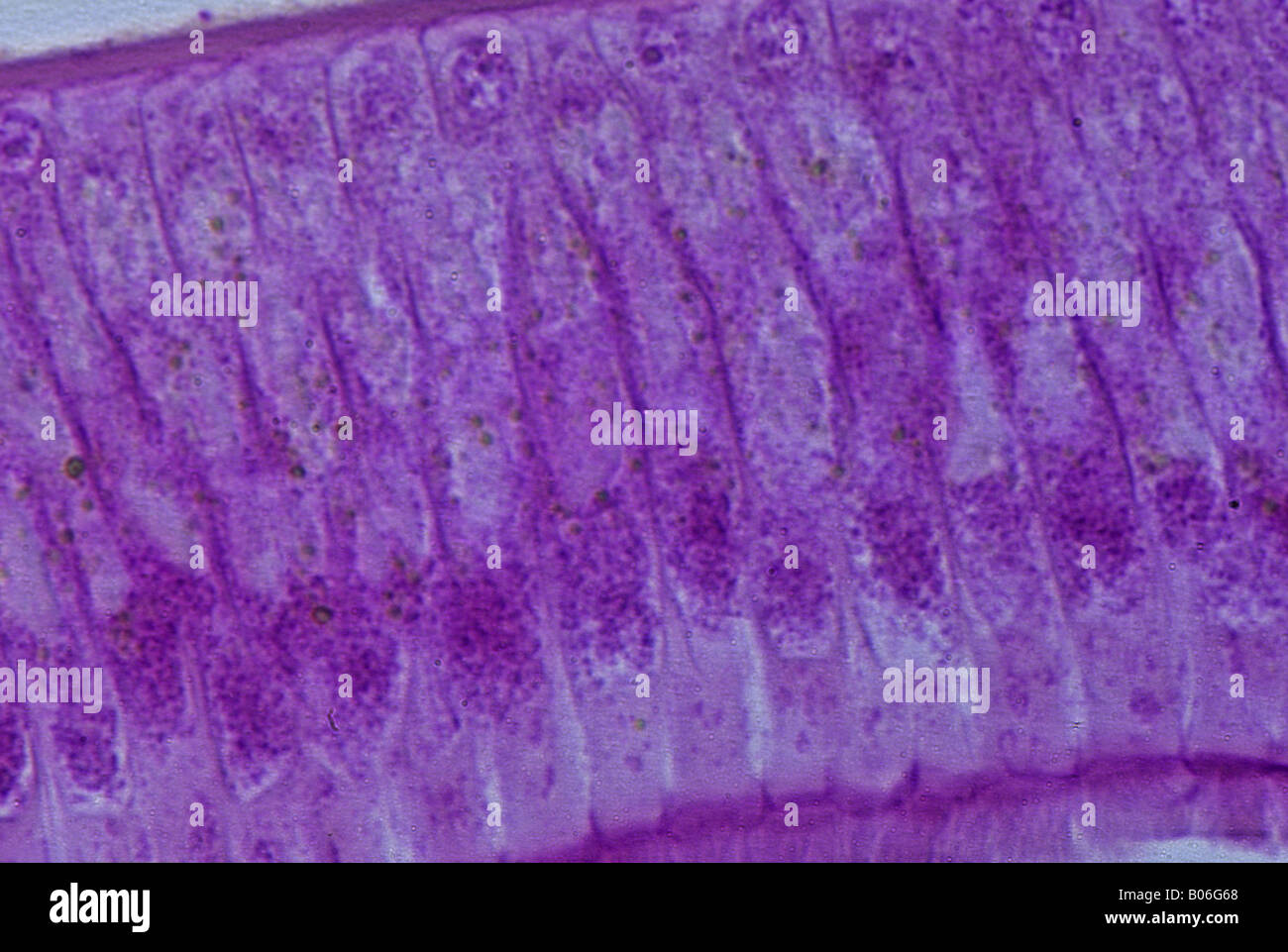 Epithelial cells of intestine of Ascaris 230x Stock Photo