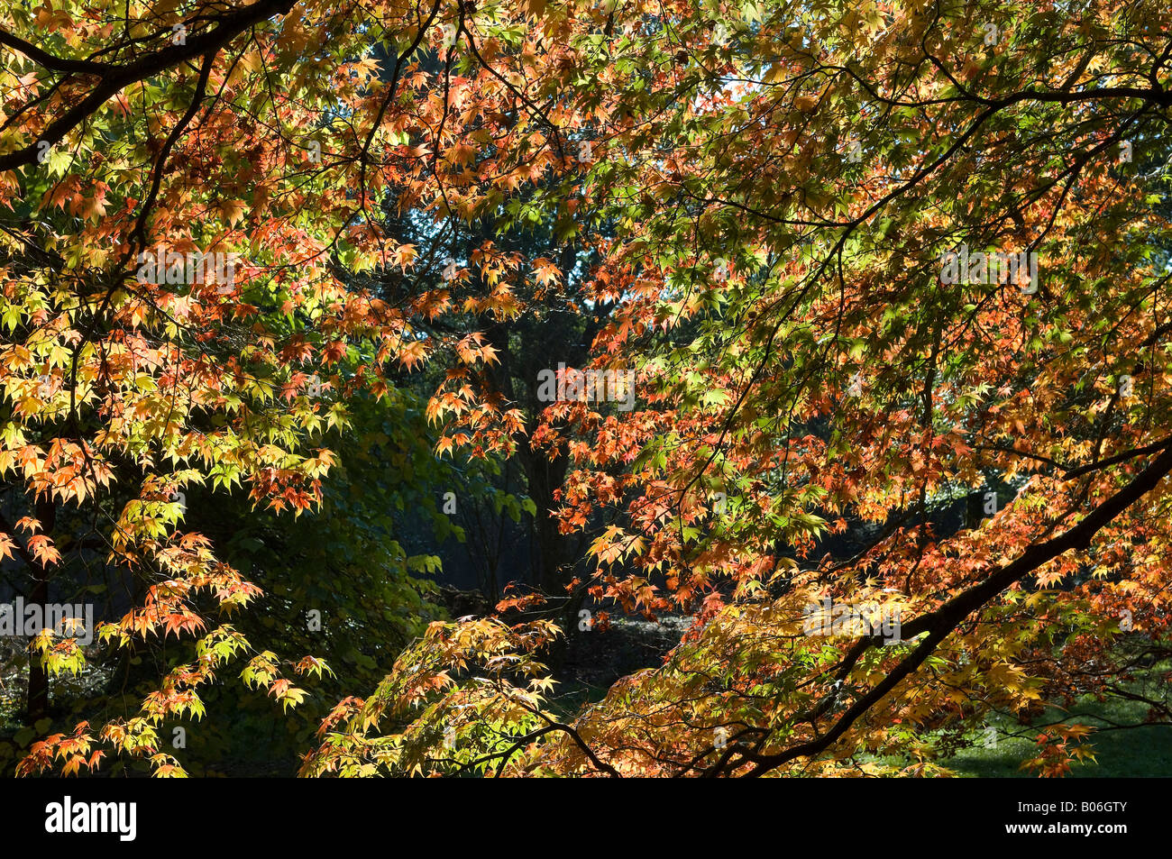 Nature leaves hi-res stock photography and images - Alamy