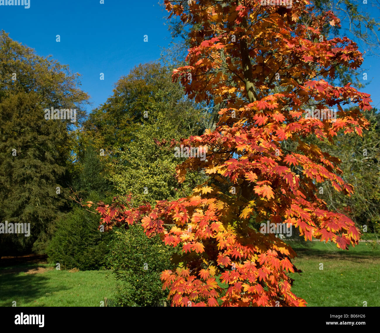 Tree nature autumn hi-res stock photography and images - Alamy