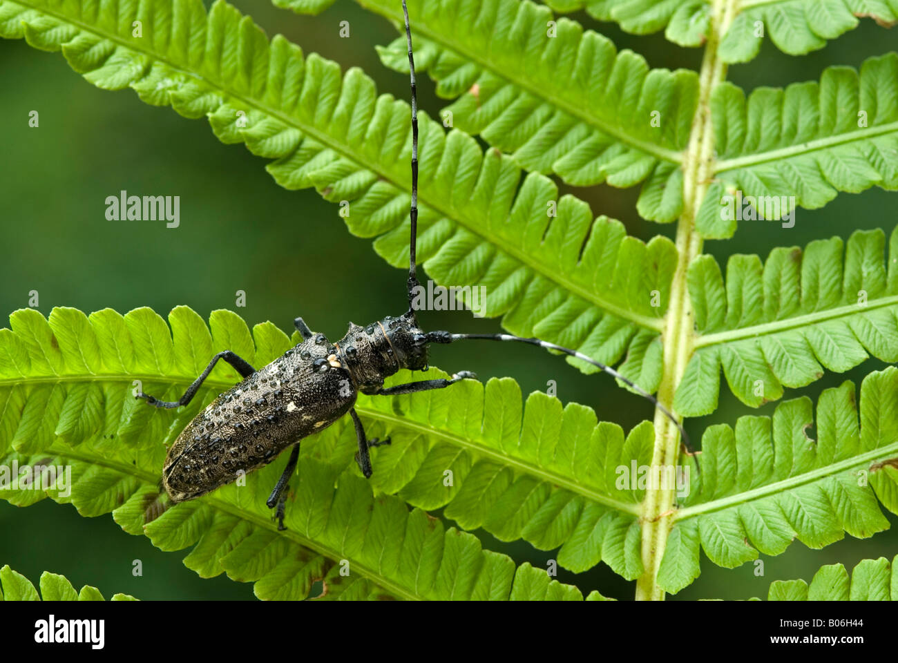 Longhorn Beetle (Monochamus sartor) on a fern frond Stock Photo