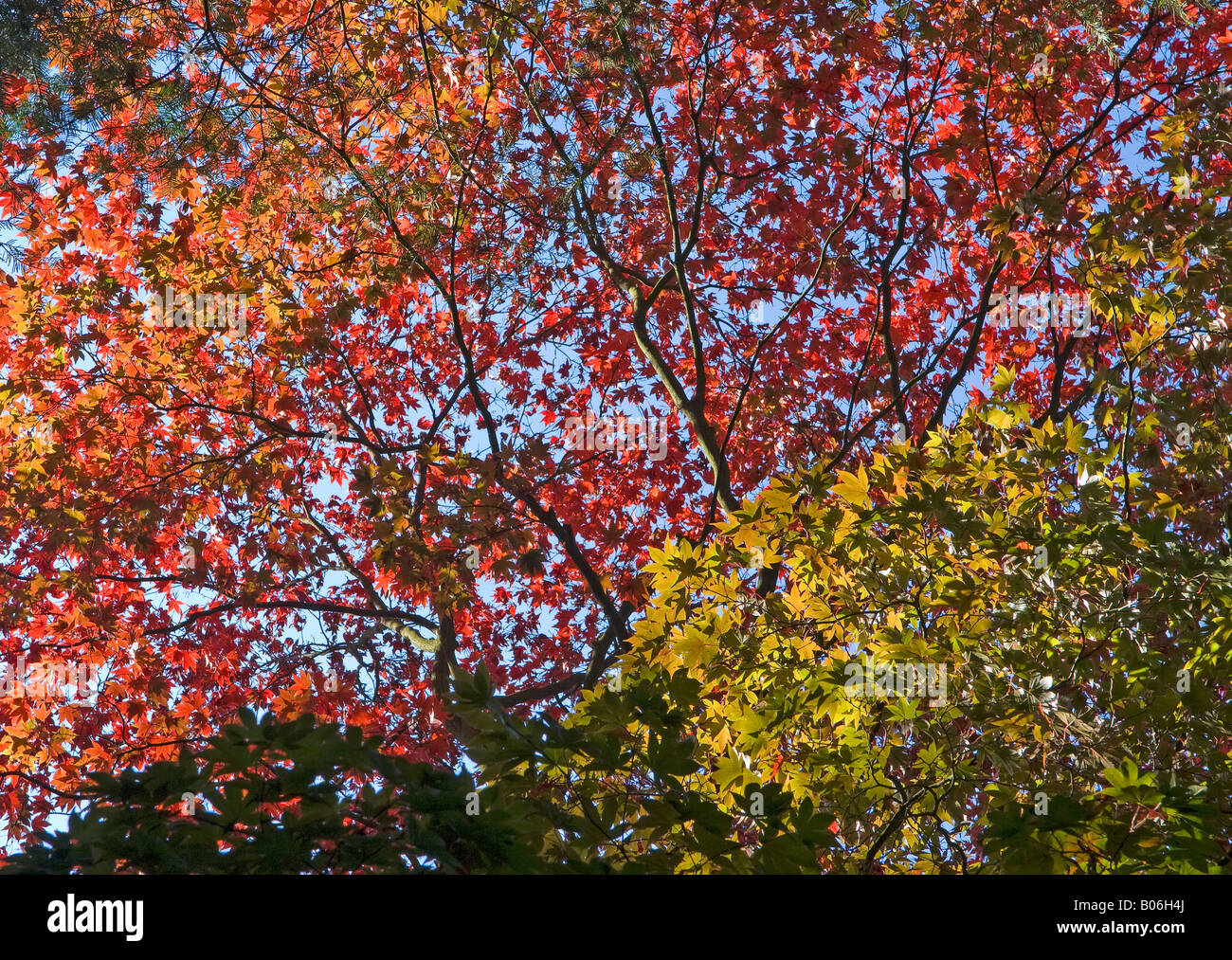 autumn leaves Stock Photo