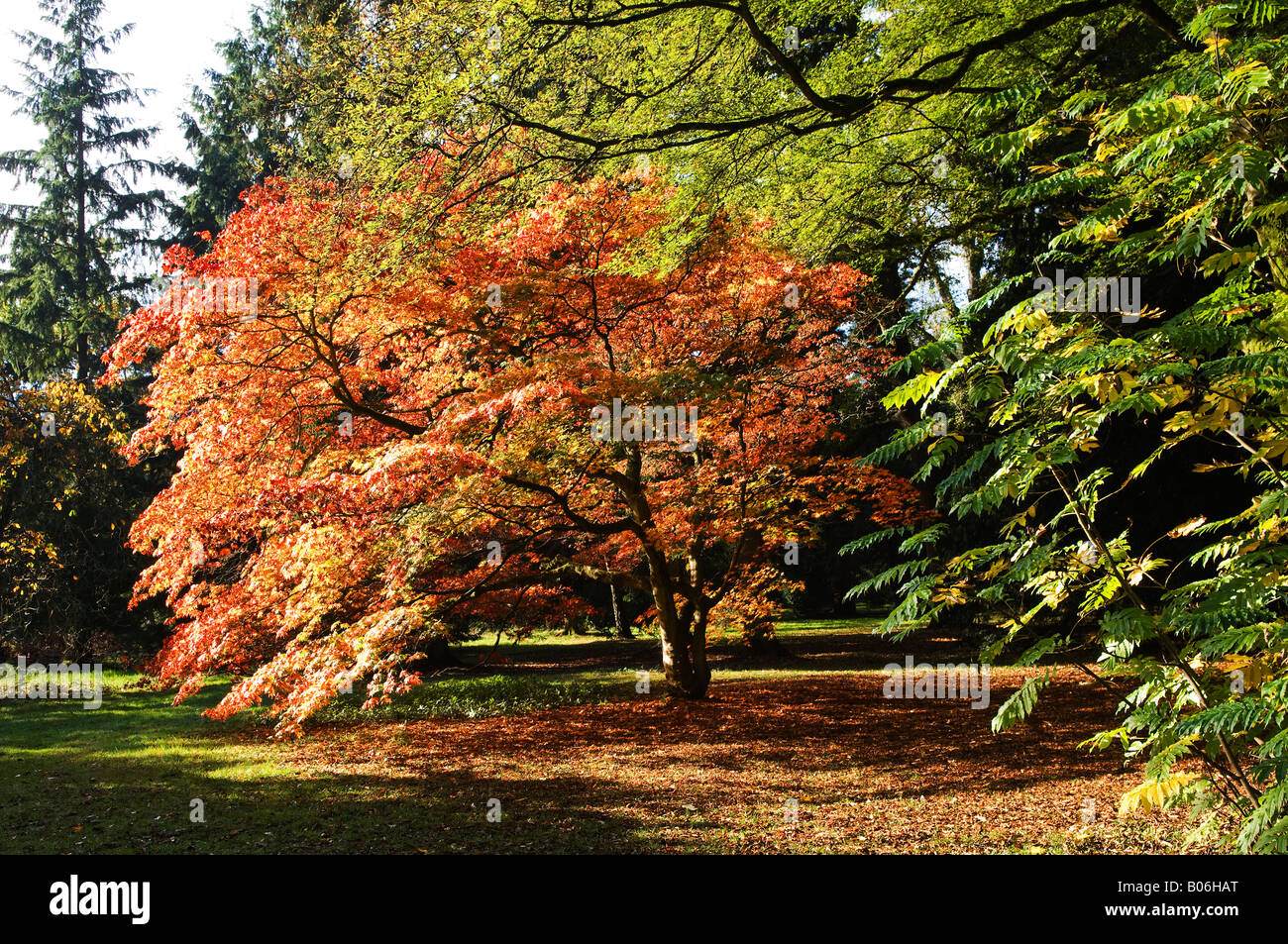 autumn leaves on ground Stock Photo - Alamy