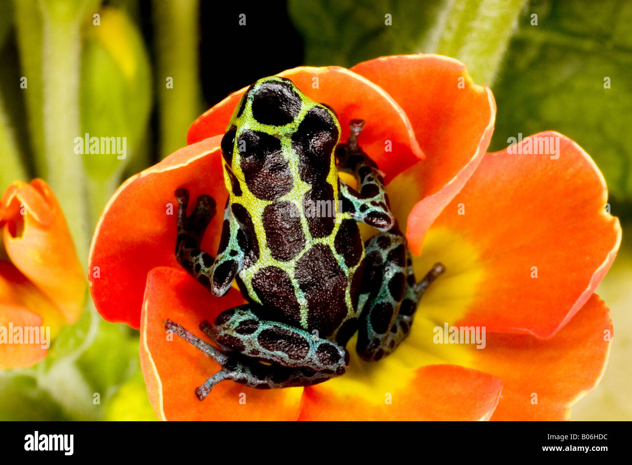 Poison dart frog (Dendrobates variabilis), Peru Stock Photo